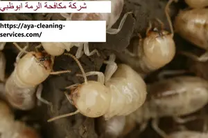 [صورة: %D8%B4%D8%B1%D9%83%D8%A9-%D9%85%D9%83%D8...0.jpg.webp]