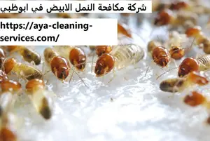 [صورة: %D8%B4%D8%B1%D9%83%D8%A9-%D9%85%D9%83%D8...1.jpg.webp]