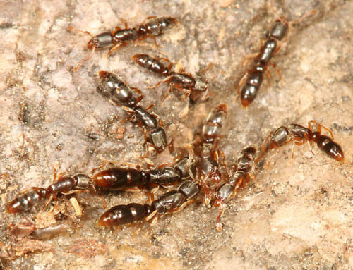شركه مكافحة النمل في راس الخيمة |0568199078 |ابادة النمل