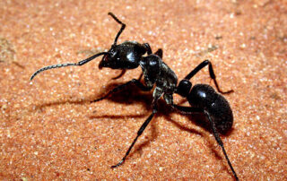 شركه مكافحة النمل في دبي
