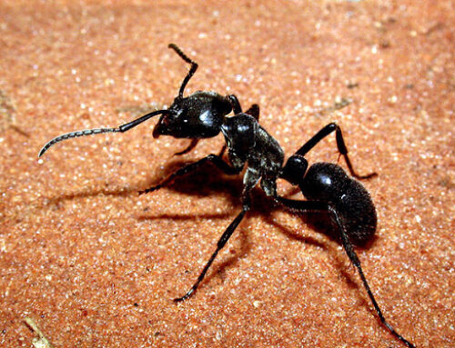 شركه مكافحة النمل في دبي |0568199078 |ابادة الحشرات