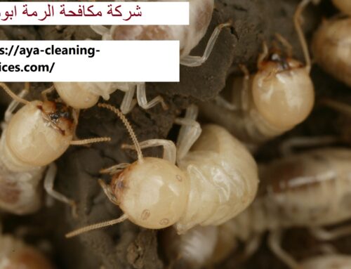 شركة مكافحة الرمة في ابوظبي |0568199078| ابادة الحشرات