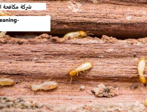 شركة مكافحة الرمة في الفجيرة |0568199078| رش حشرات