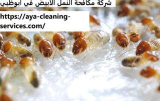 شركة مكافحة النمل الابيض في ابوظبي
