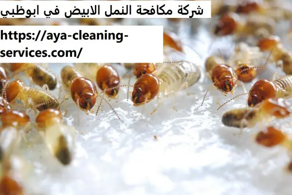 شركة مكافحة النمل الابيض في ابوظبي