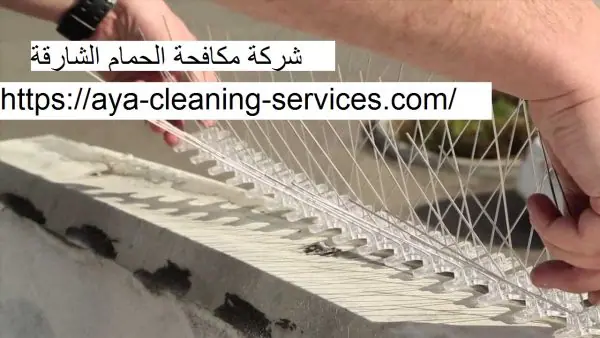 شركة مكافحة الحمام الشارقة