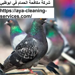 شركة مكافحة الحمام في ابوظبي