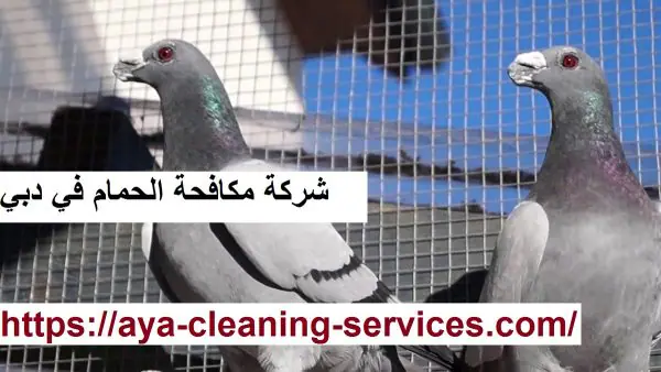 شركة مكافحة الحمام في دبي