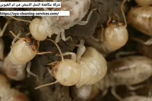 [صورة: %D8%B4%D8%B1%D9%83%D8%A9-%D9%85%D9%83%D8...0.jpg.webp]