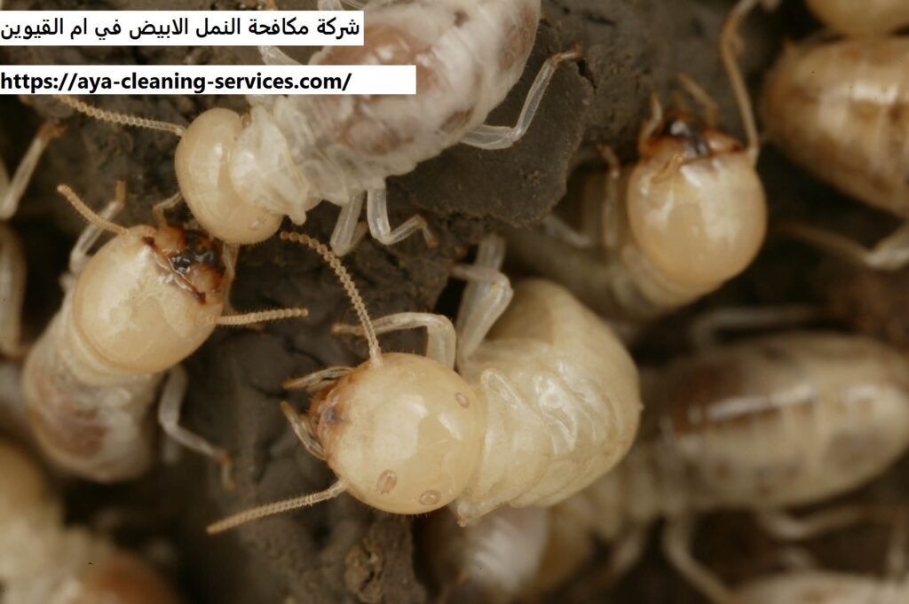 شركة مكافحة النمل الابيض في ام القيوين