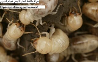 شركة مكافحة النمل الابيض في ام القيوين