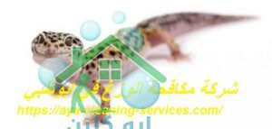 شركة مكافحة الوزغ في ابوظبي