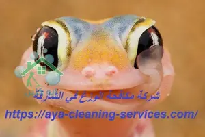 [صورة: %D8%B4%D8%B1%D9%83%D8%A9-%D9%85%D9%83%D8...0.jpg.webp]