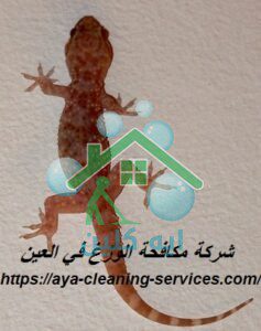 شركة مكافحة الوزغ في العين