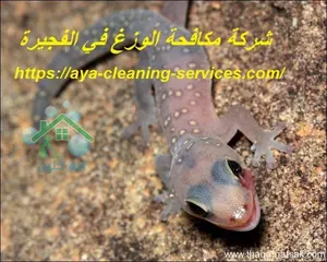 [صورة: %D8%B4%D8%B1%D9%83%D8%A9-%D9%85%D9%83%D8...0.jpg.webp]