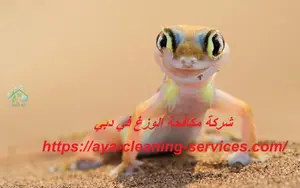 [صورة: %D8%B4%D8%B1%D9%83%D8%A9-%D9%85%D9%83%D8...8.jpg.webp]