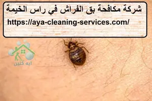 [صورة: %D8%B4%D8%B1%D9%83%D8%A9-%D9%85%D9%83%D8...0.jpg.webp]