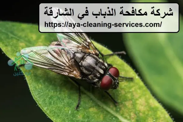 شركة مكافحة الذباب في الشارقة