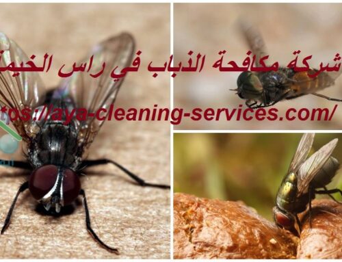 شركة مكافحة الذباب في راس الخيمة |0568199078| رش حشرات