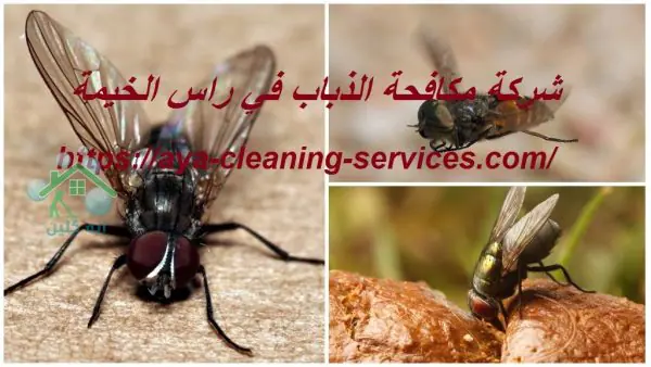 شركة مكافحة الذباب في راس الخيمة