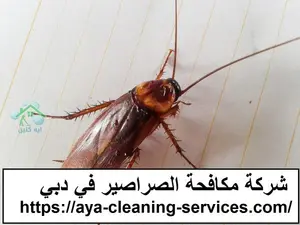 شركة مكافحة الصراصير في دبي