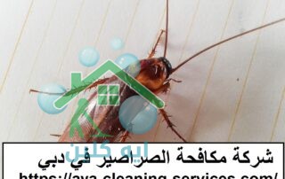 شركة مكافحة الصراصير في دبي