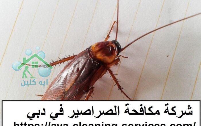 شركة مكافحة الصراصير في دبي