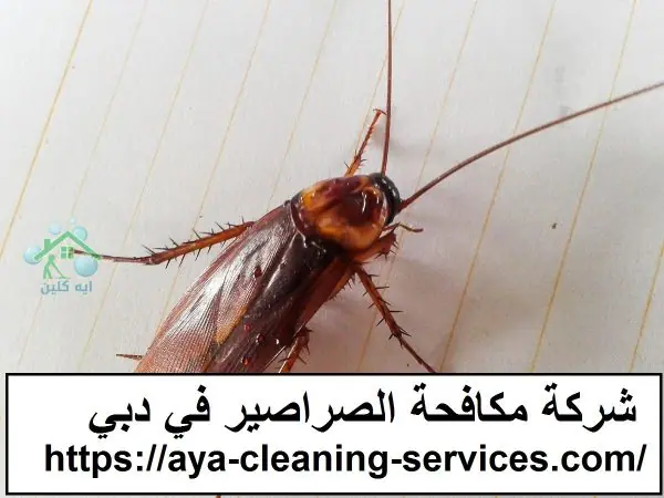 شركة مكافحة الصراصير في دبي