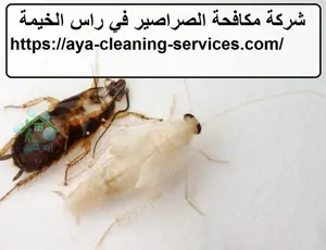 شركة مكافحة الصراصير في راس الخيمة
