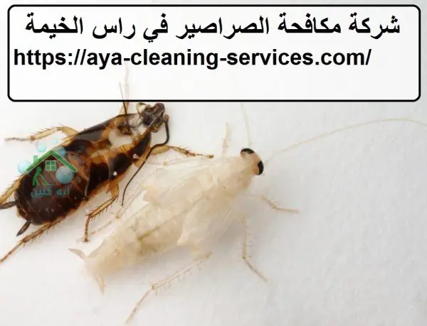 شركة مكافحة الصراصير في راس الخيمة