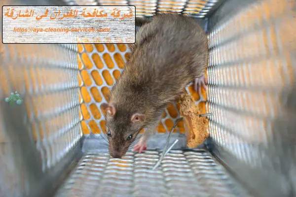 شركة مكافحة الفئران في الشارقة