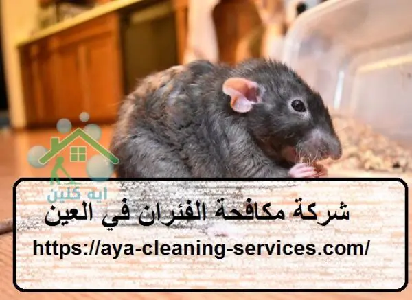 شركة مكافحة الفئران في العين