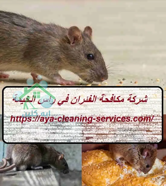 شركة مكافحة الفئران في راس الخيمة