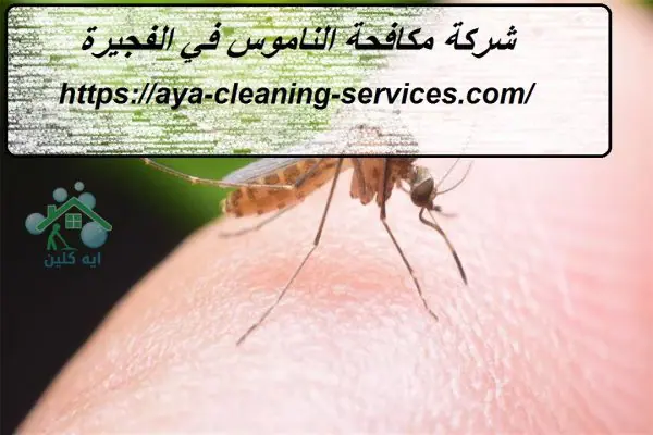 شركة مكافحة الناموس في الفجيرة