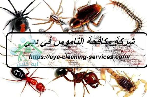 شركة مكافحة الناموس في دبي