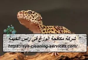شركة مكافحة الوزغ في راس الخيمة
