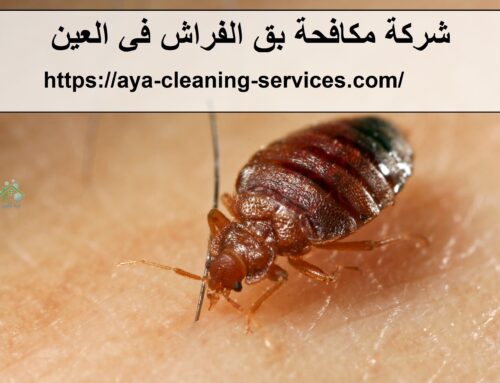 شركة مكافحة بق الفراش في العين |0568199078| رش المبيدات