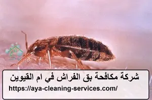 شركة مكافحة بق الفراش في ام القيوين
