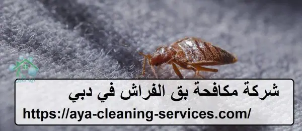 شركة مكافحة بق الفراش في دبي