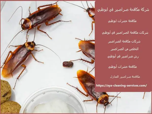 شركة مكافحة صراصير في ابوظبي