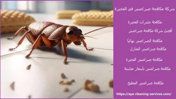 شركة مكافحة صراصير في الفجيرة