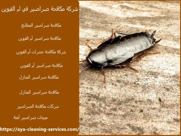 شركة مكافحة صراصير في ام القيوين