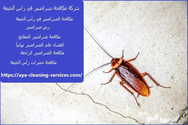 شركة مكافحة صراصير في راس الخيمة