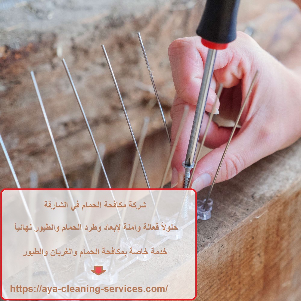 شركة مكافحة الحمام في الشارقة