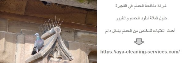 شركة مكافحة الحمام في الفجيرة