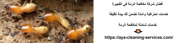 افضل شركة مكافحة الرمة في الفجيرة